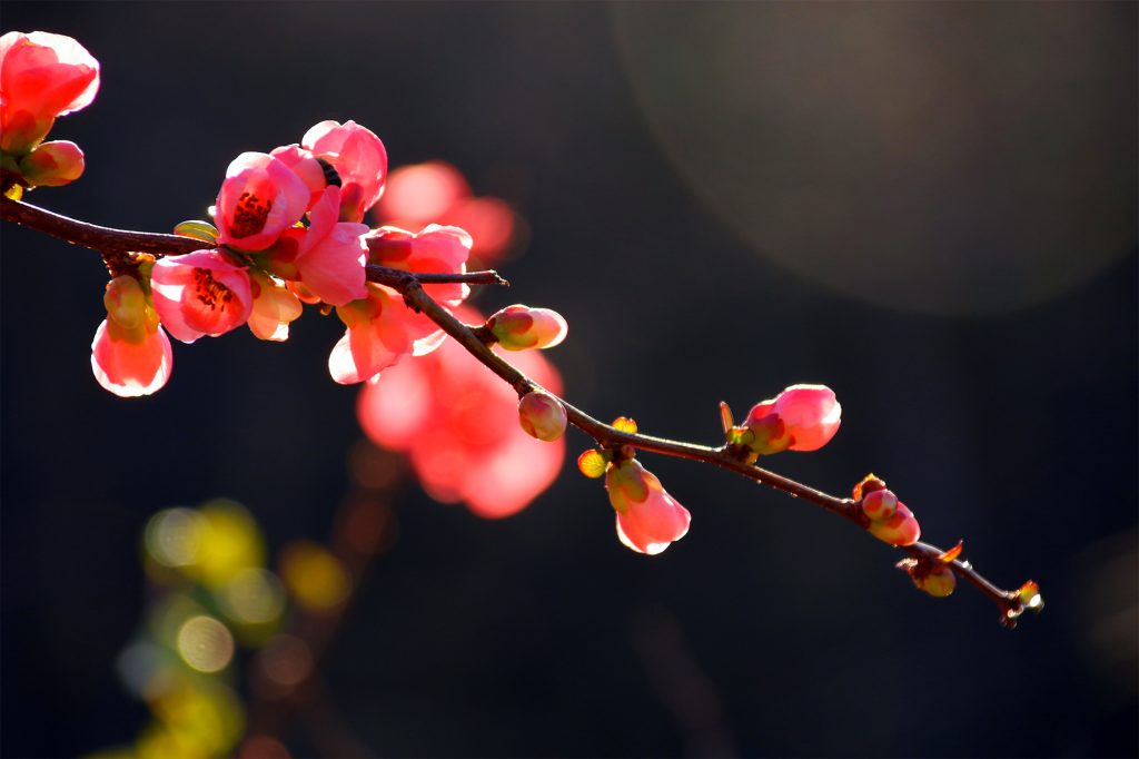 Flori gutui japonez