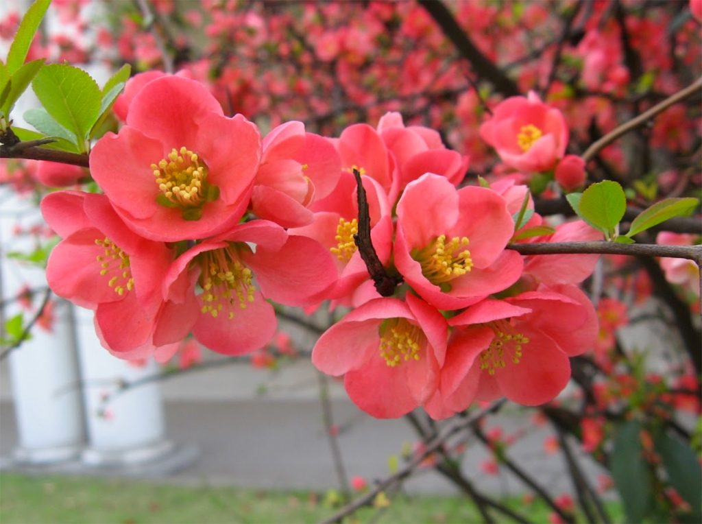 Flori roz-somon gutui japonez