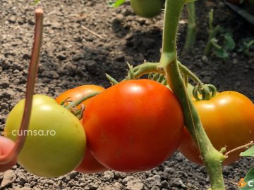Cum sa cultivi rosii bio. Evita pesticidele si aplica metoda cu fir de cupru