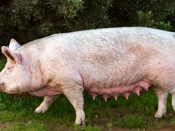 Cum sa afli greutatea unui porc fara sa-l cantaresti. Metoda care nu da gres niciodata