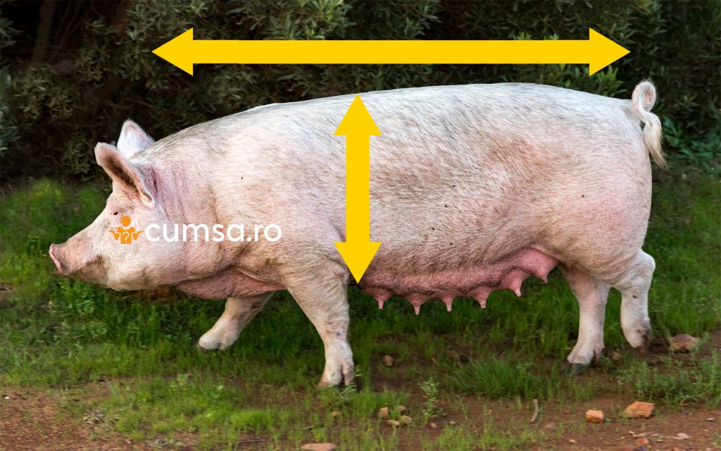 Cum sa afli greutatea unui porc prin masuratoare