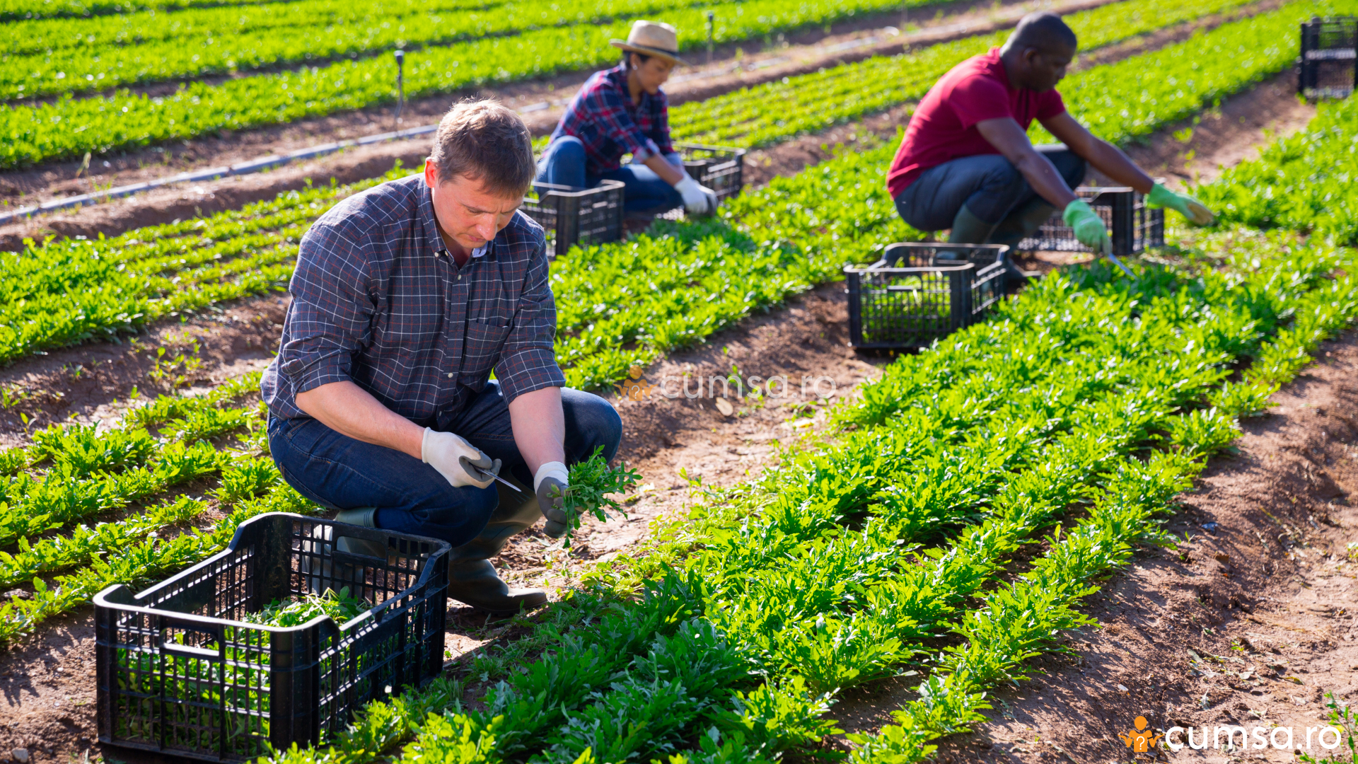  iling Toc Cas Idei De Afaceri Mici Acasa De ncredere Fort Lemn