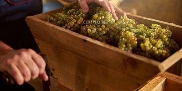 Cum se depoziteaza vinul proaspat pentru a se limpezi rapid