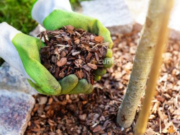 Cum sa faci mulcirea solului si care sunt avantajele pentru gradina ta
