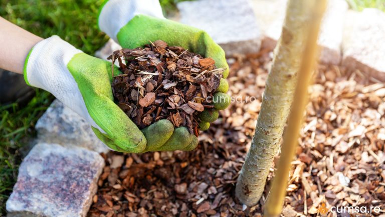 Cum sa faci mulcirea solului si care sunt avantajele pentru gradina ta