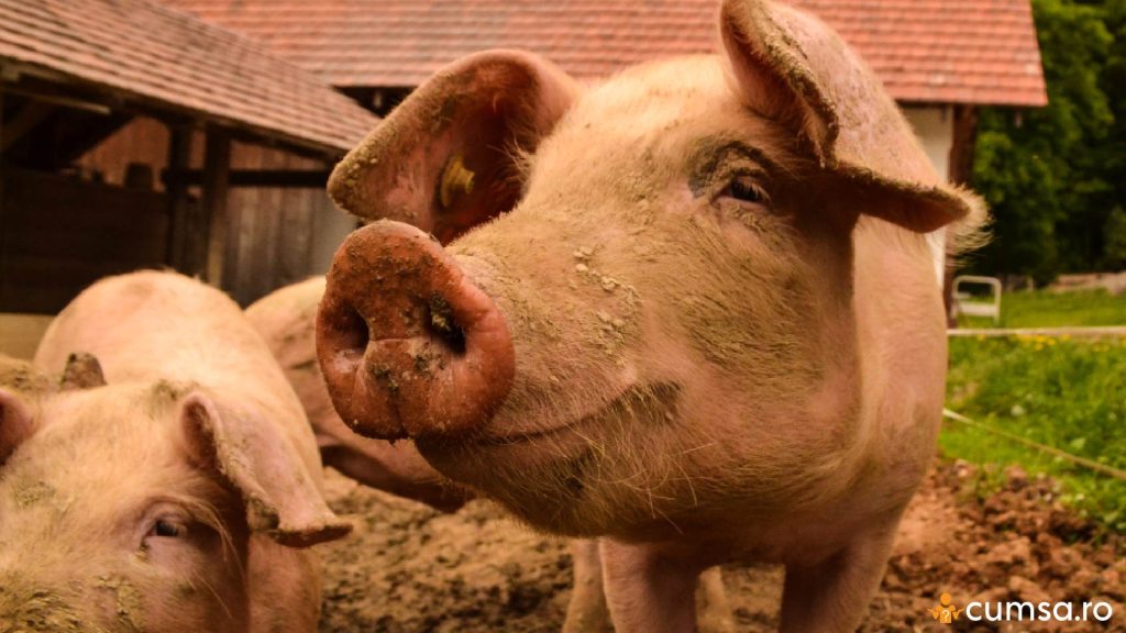 Cum sa sacrifici porcul