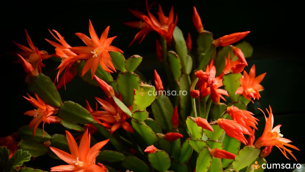 Ingrijire Cactusul Craciunului sau Craciunita - Flori