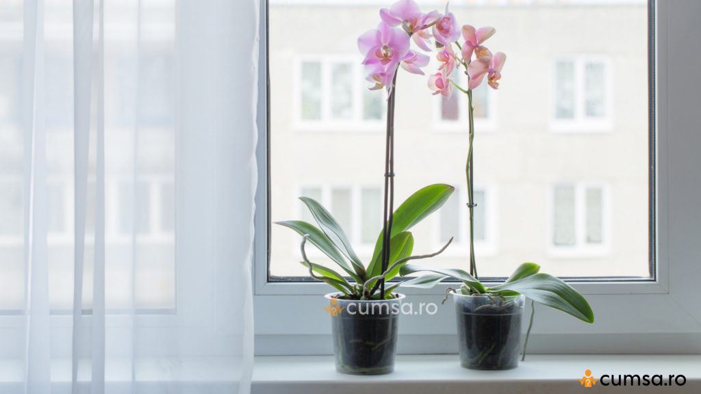 Lumina si temperatura ideala orhidee
