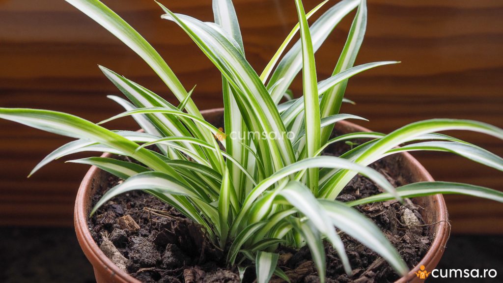 Planta paianjen - Chlorophytum comosum