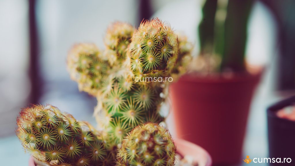 Plante purificatoare de aer - Cactus