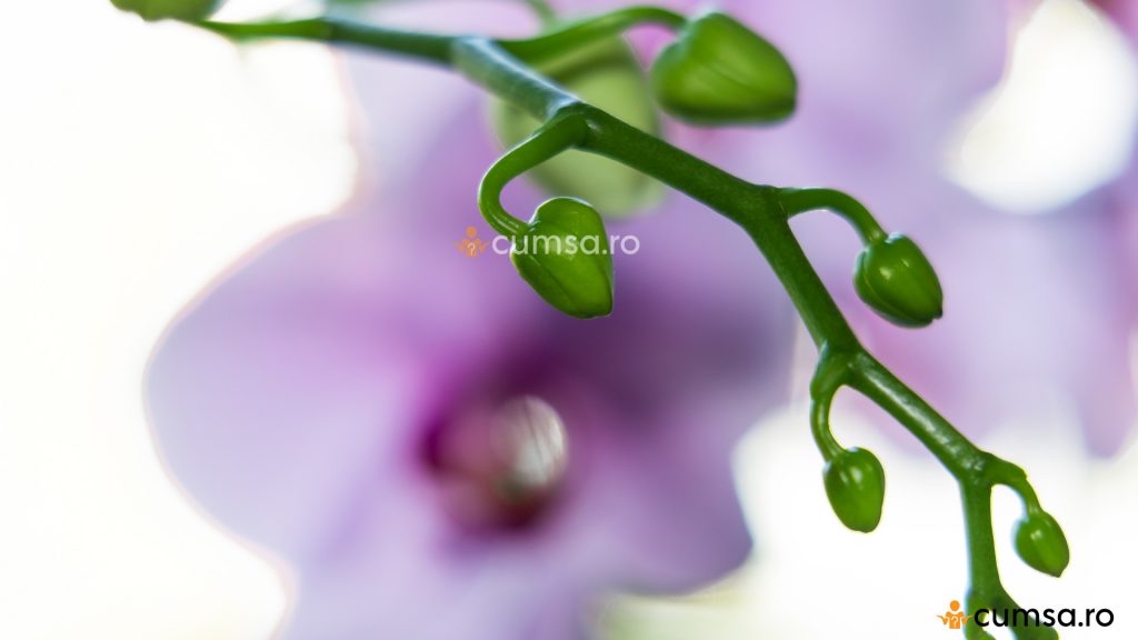 Stimulare inflorire orhidee
