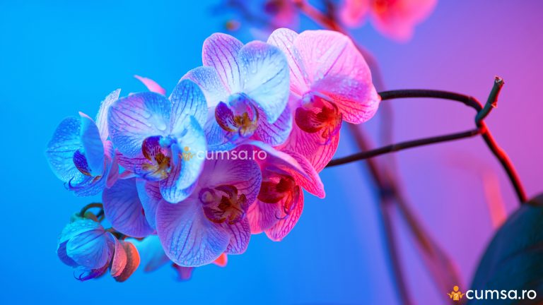 Stimulare inflorire orhidee. Cum sa provoci o noua inflorire la aceasta planta