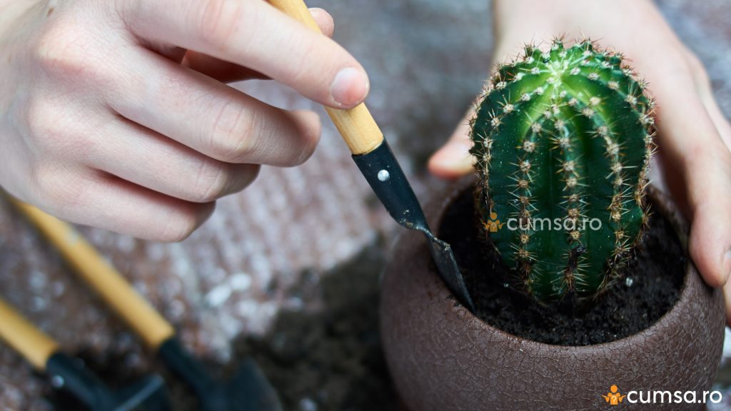 Plantare cactus