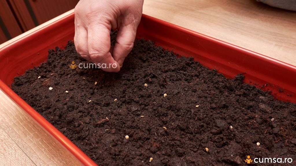 Plantare seminte rosii pentru rasad