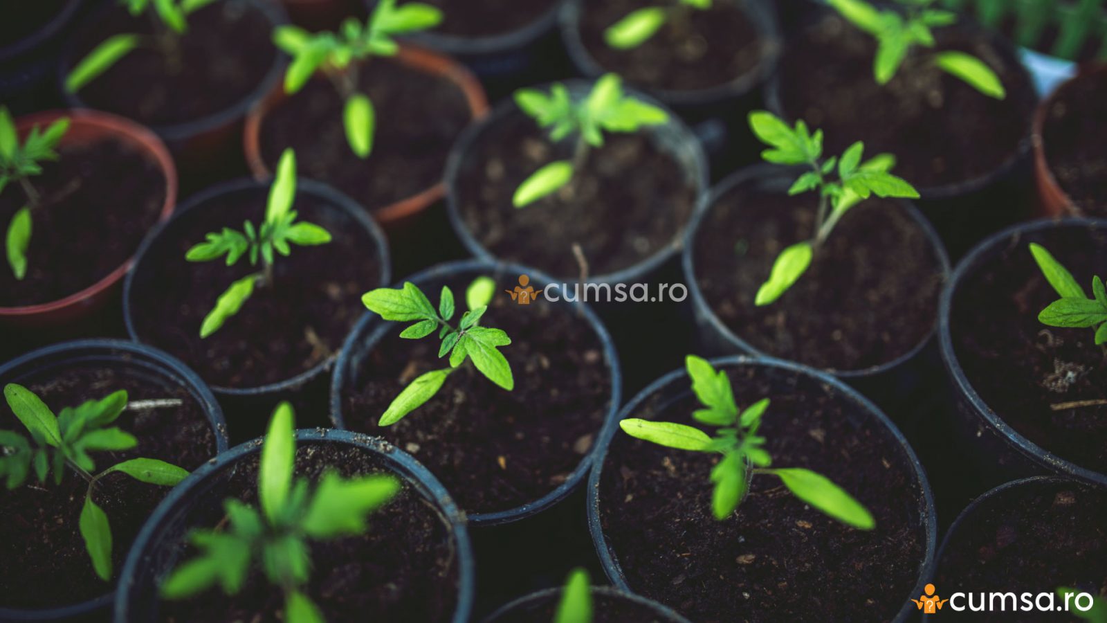 Perioada De Vegetatie La Rosii Cum sa plantezi seminte de rosii pentru rasad. Ghidul complet - cumsa.ro