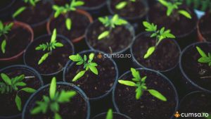 Plantare seminte rosii pentru rasad