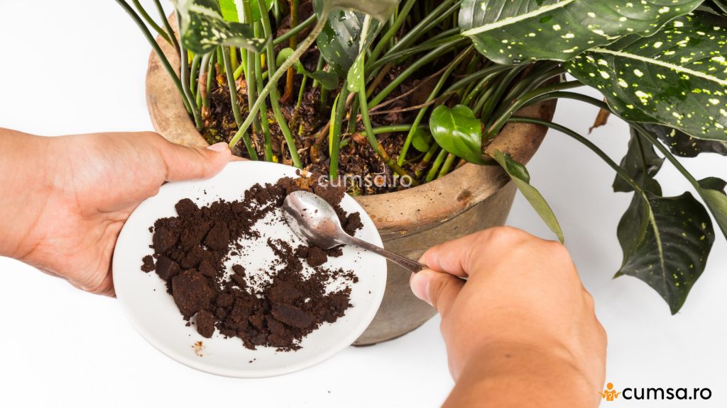 Zat de cafea fertilizator natural