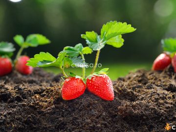 Cultivarea capsunilor. Cum sa o faci si cand este cea mai buna perioada