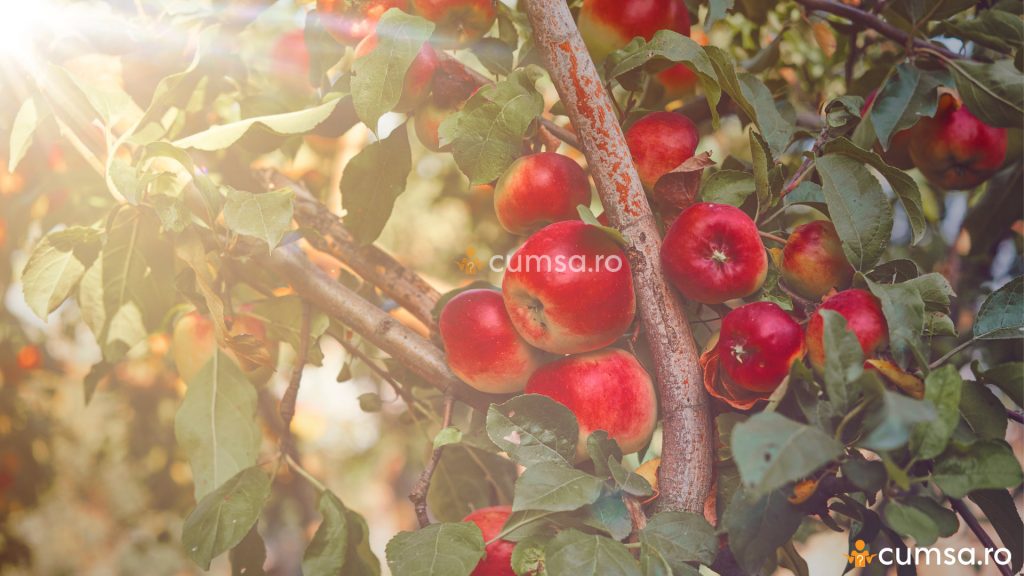 Cum sa alegi pomii fructiferi rezistenti la frig si seceta