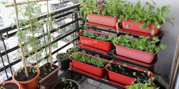 Cum sa cultivi legume pe balcon