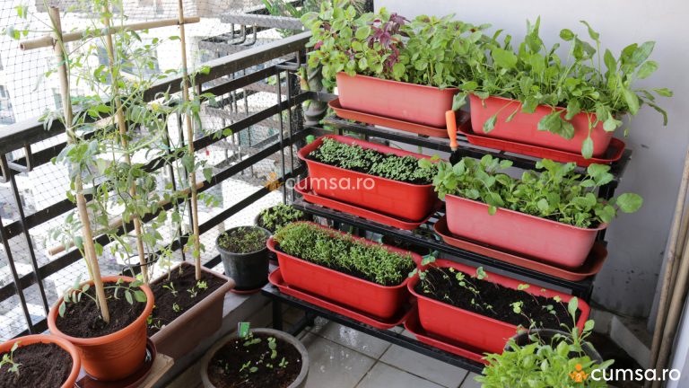 Cum sa cultivi legume pe balcon
