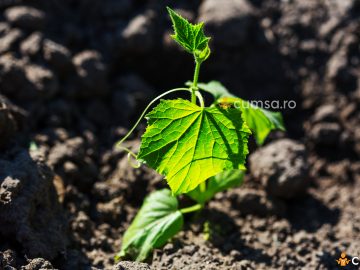 Cum sa plantezi vita de vie