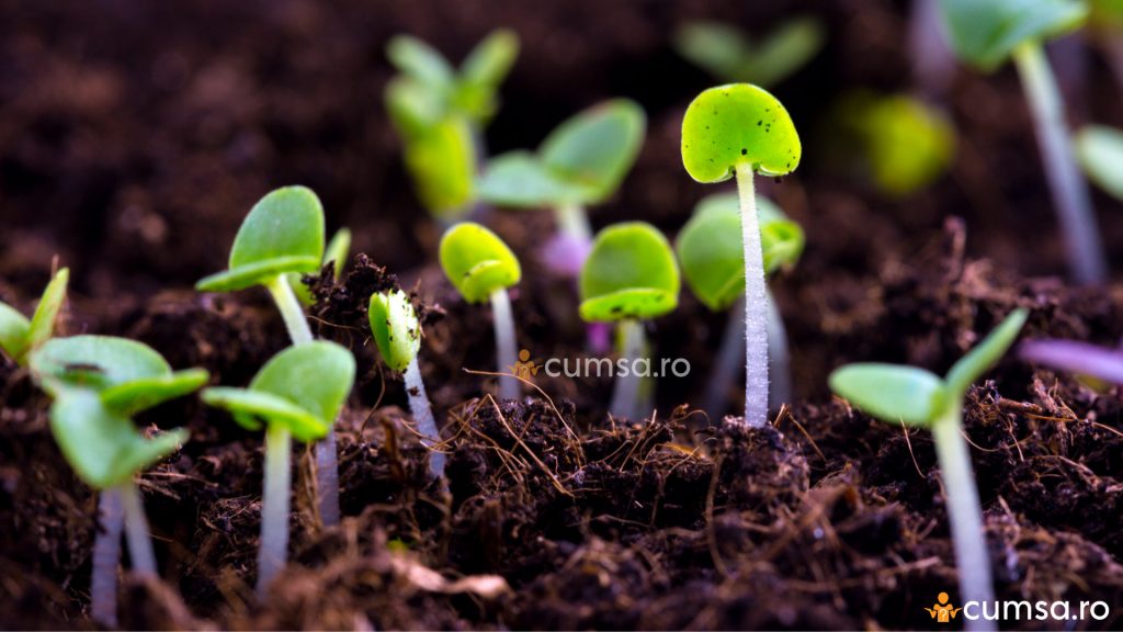 Germinatia semintelor de legume