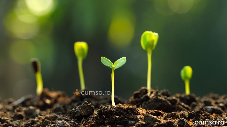 Germinatia semintelor de legume. Cum sa le testezi inainte de plantare?