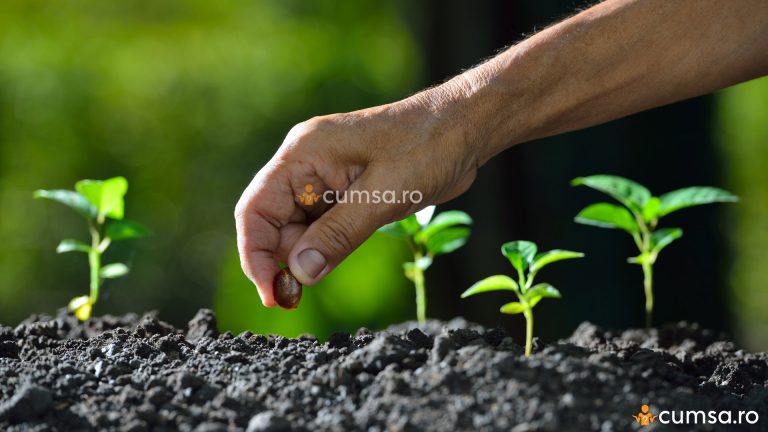 Greseli la plantarea semintelor de legume