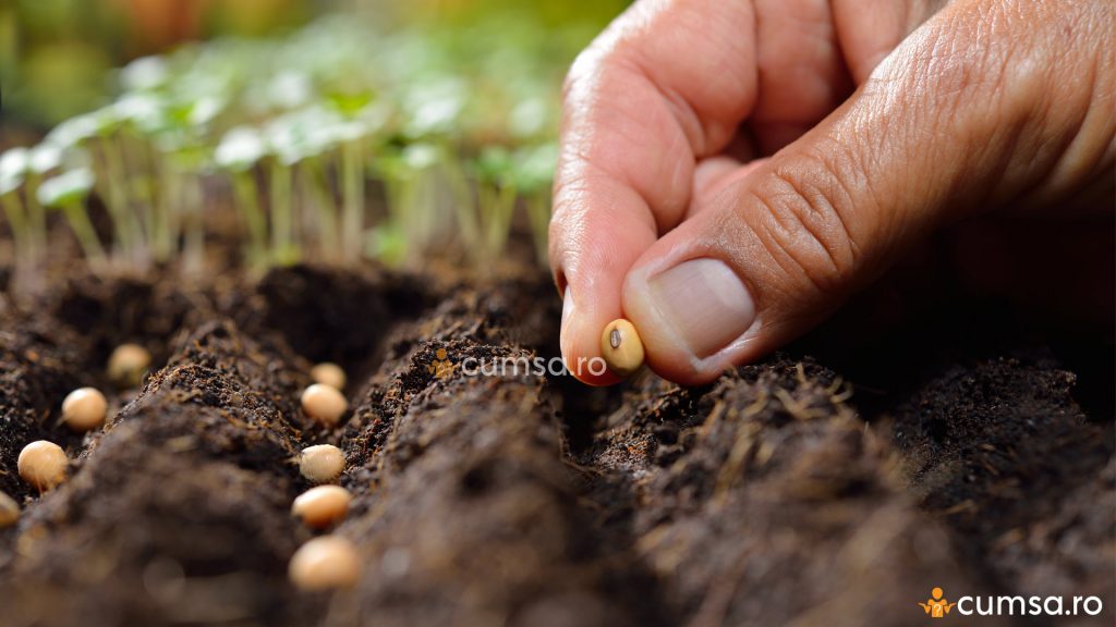 Plantarea semintelor
