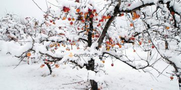 Protejare pomi fructiferi iarna