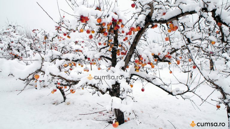Protejare pomi fructiferi iarna