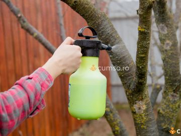 Reteta ulei horticol pentru pomii fructiferi. Cum sa faci aceasta solutie