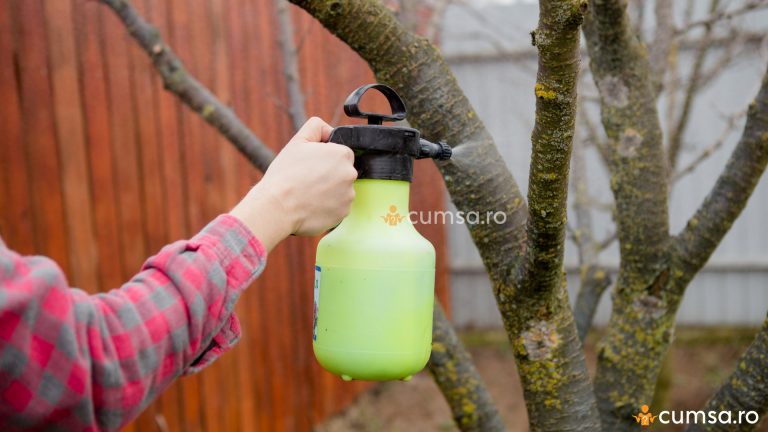 Reteta ulei horticol pentru pomii fructiferi. Cum sa faci aceasta solutie