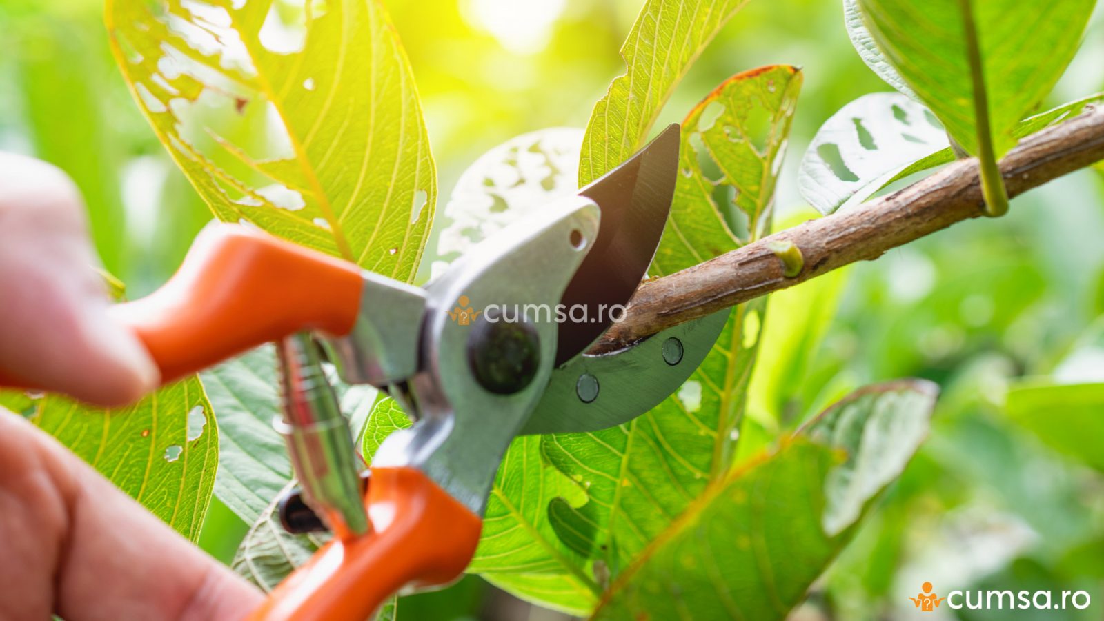 Cum Sa Faci Taierea Pomilor Fructiferi In Verde Cumsa Ro