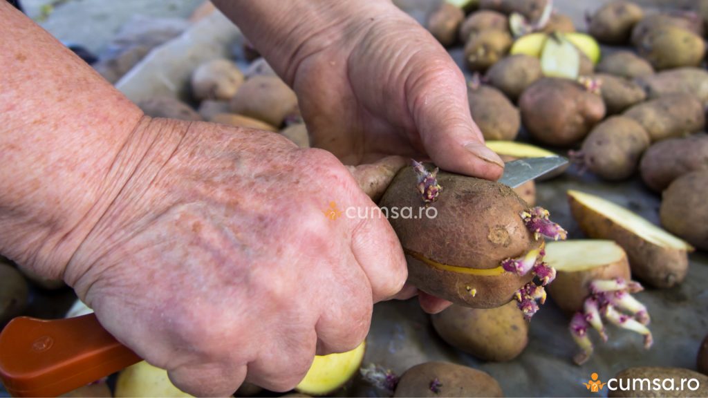 Cum sa cultivi cartofi folosind cojile. Cartofi incoltiti