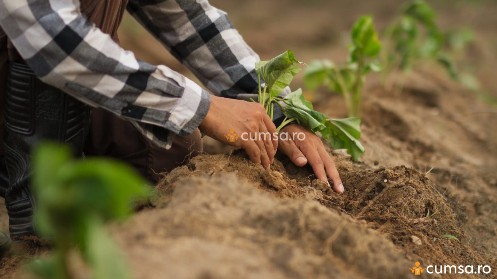 Cum Sa Cultivi Cartofi Dulci Sfaturi Utile Despre Plantare Cumsa Ro