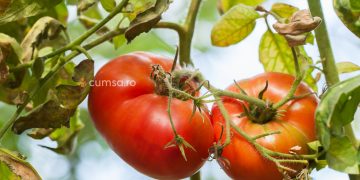 Cum sa combati fuzarioza la tomate si ce tratament sa folosesti