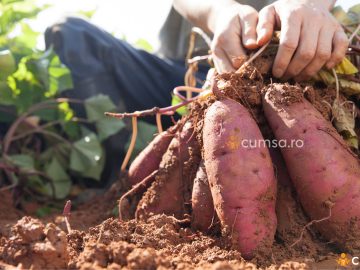 Cum sa cultivi cartofi dulci. Sfaturi utile despre plantare!