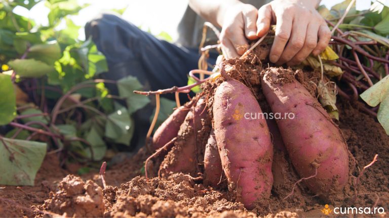 Cum sa cultivi cartofi dulci. Sfaturi utile despre plantare!