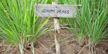 Cum sa cultivi lemongrass la tine in gradina