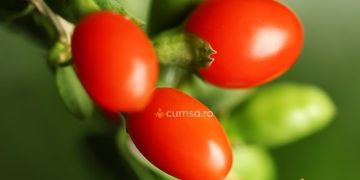 Cum sa cultivi plante, fructe sau legume exotice in Romania