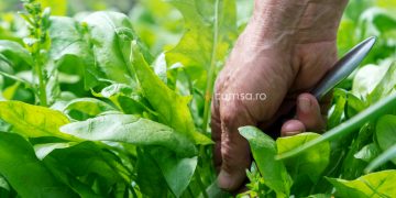 Cum sa cultivi stevia si cum sa ingrijesti aceasta planta