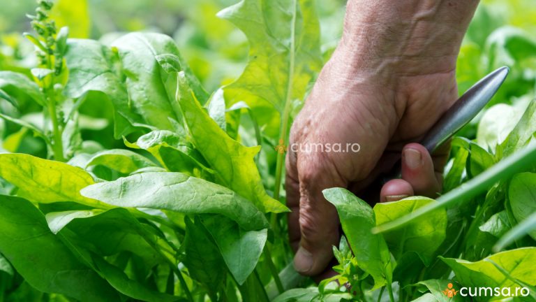 Cum sa cultivi stevia si cum sa ingrijesti aceasta planta