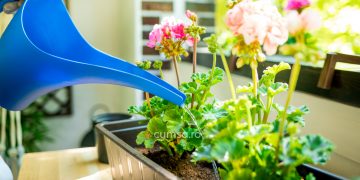 Cum sa folosesti apa distilata pentru flori