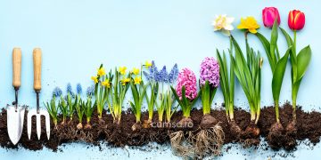 Cum sa plantezi in gradina florile din ghiveci, primite de 8 martie