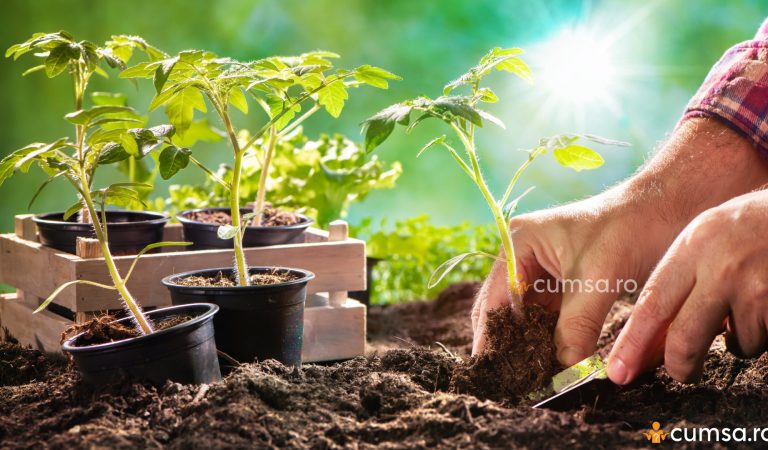Cum sa plantezi rasadurile. La ce distanta si in ce perioada Cum sa plantezi rasadurile. La ce distanta si in ce perioada