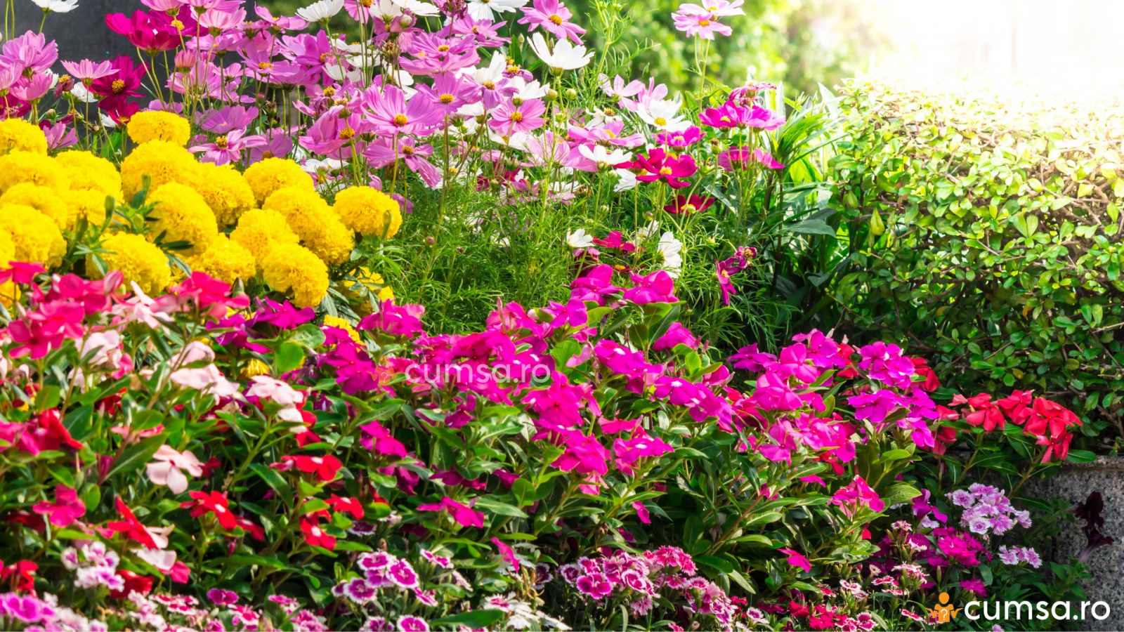 Cum sa te apuci de gradinarit. Sfaturi pentru incepatori! cumsa.ro