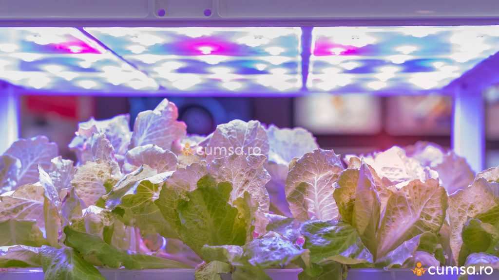 Lampa UV plante