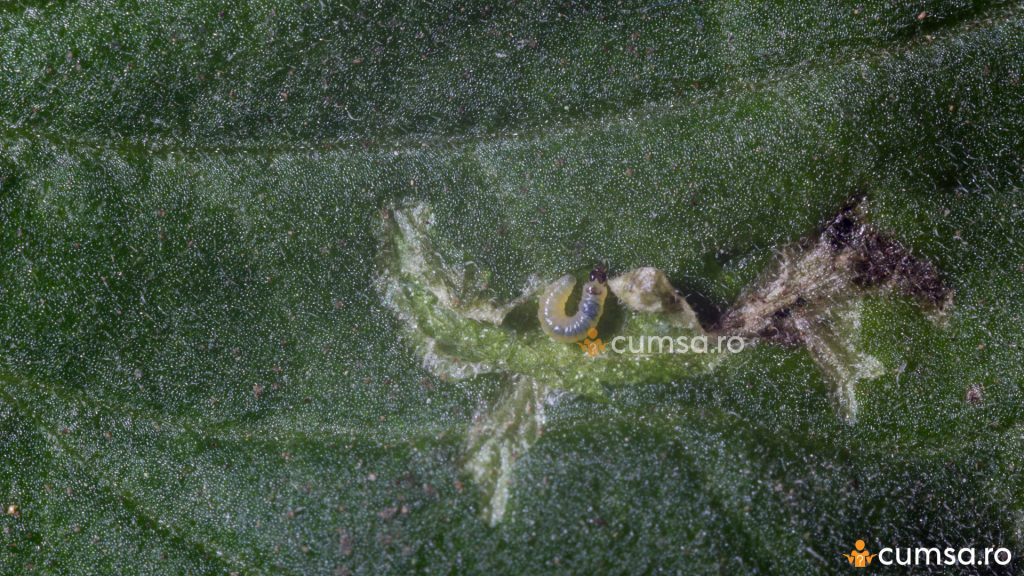 Larva molia miniera a tomatelor